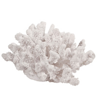 Nemo Coral