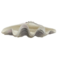 Nautilus Shell