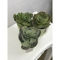 Durie Artificial Succulents Set of 3